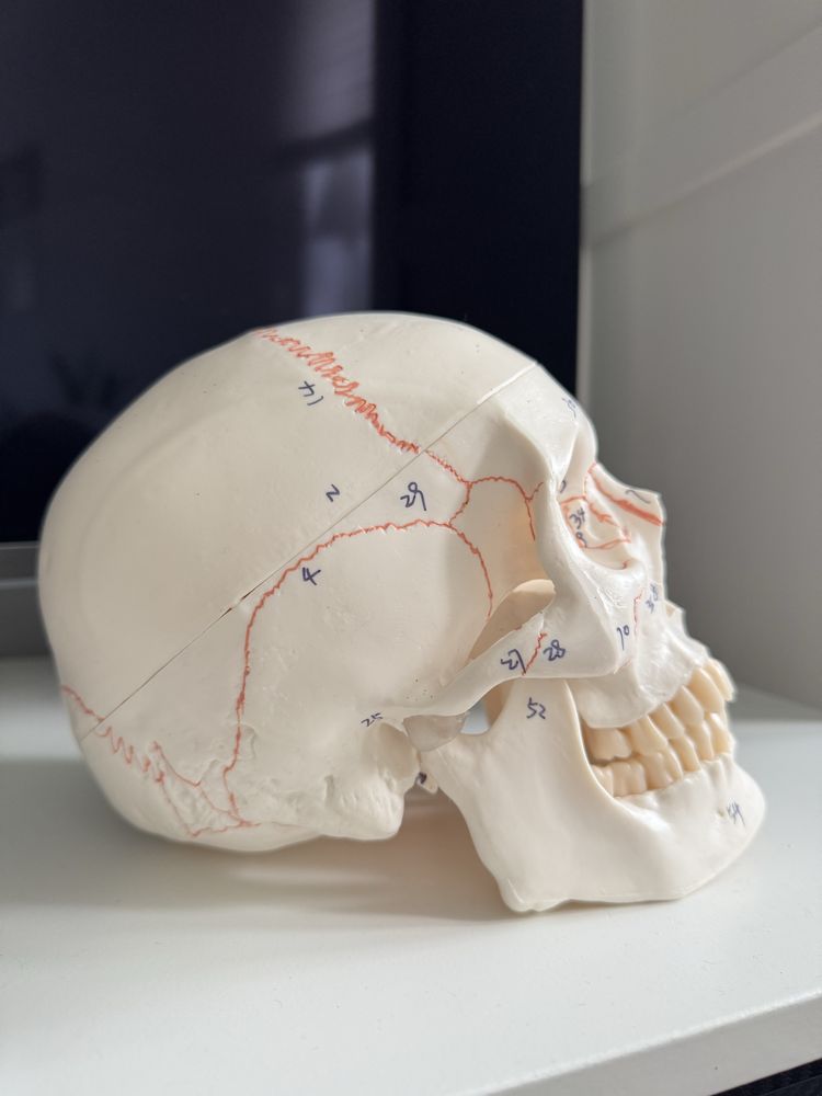 Model anatomiczny czaszki Medwil
