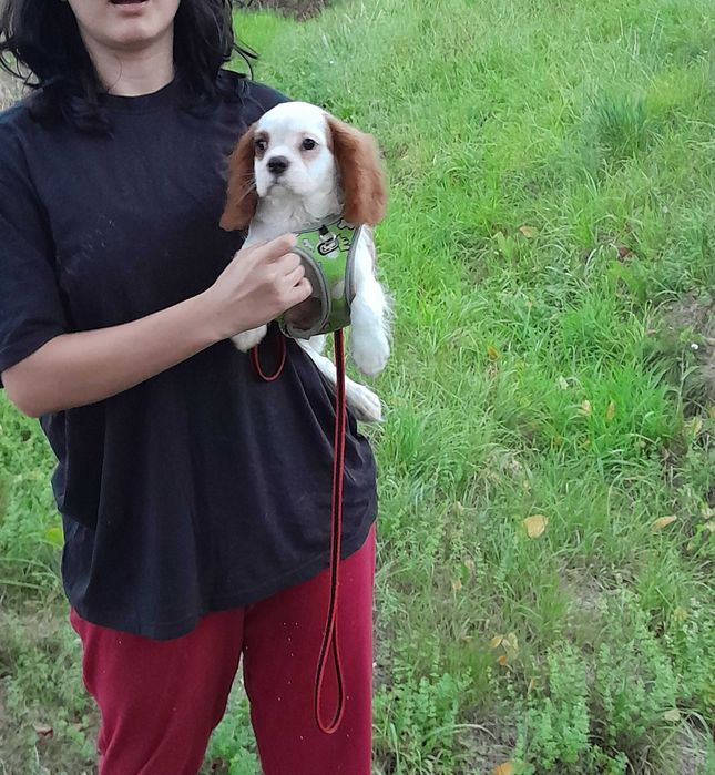 Cavalier king Charles Spaniel ZKwP FCI piesek WIKO