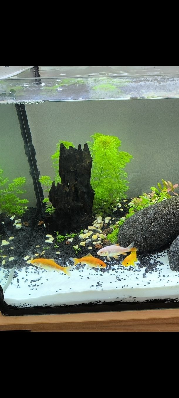 Dou 4 peixes cometas médios