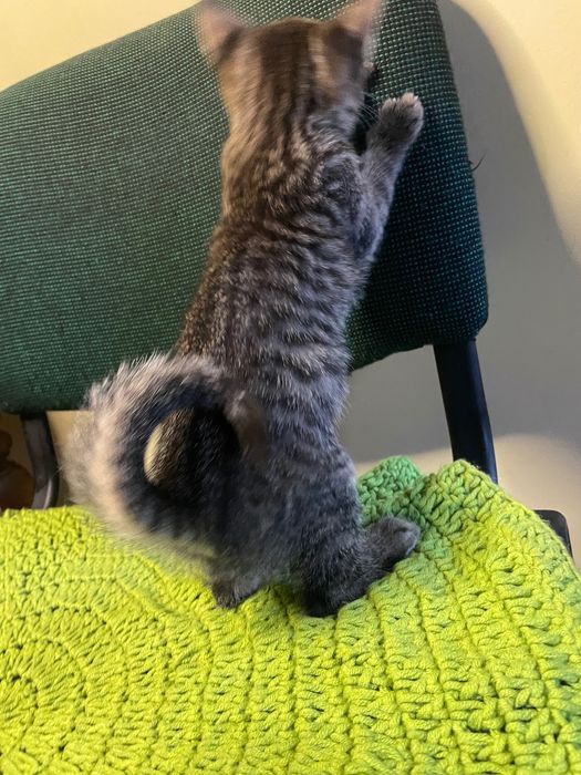 Кошенята таббі, 2 міс. Є метис черепахового кота