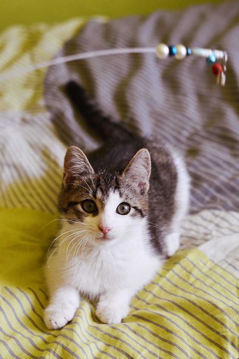 Кошеня Мартін в Добру родину! (котик, 2,5-3 міс, врятований з вулиці)