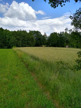 Działka rolno-budowlana 0,52 ha, gmina Kolno