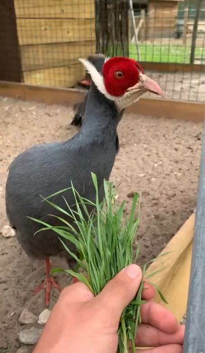 Faisão-manchuriano Azul (Orelhudos)