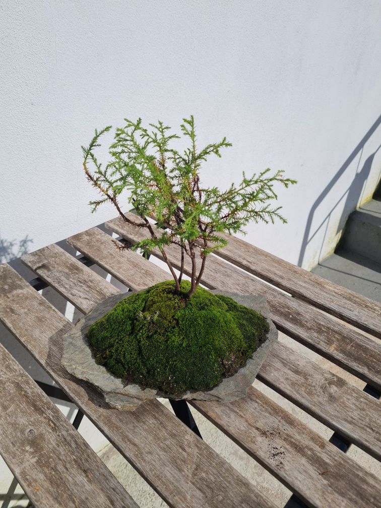 Floresta Bonsai (mini)