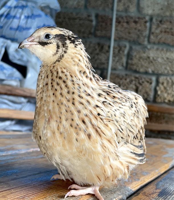 Перепілка добова