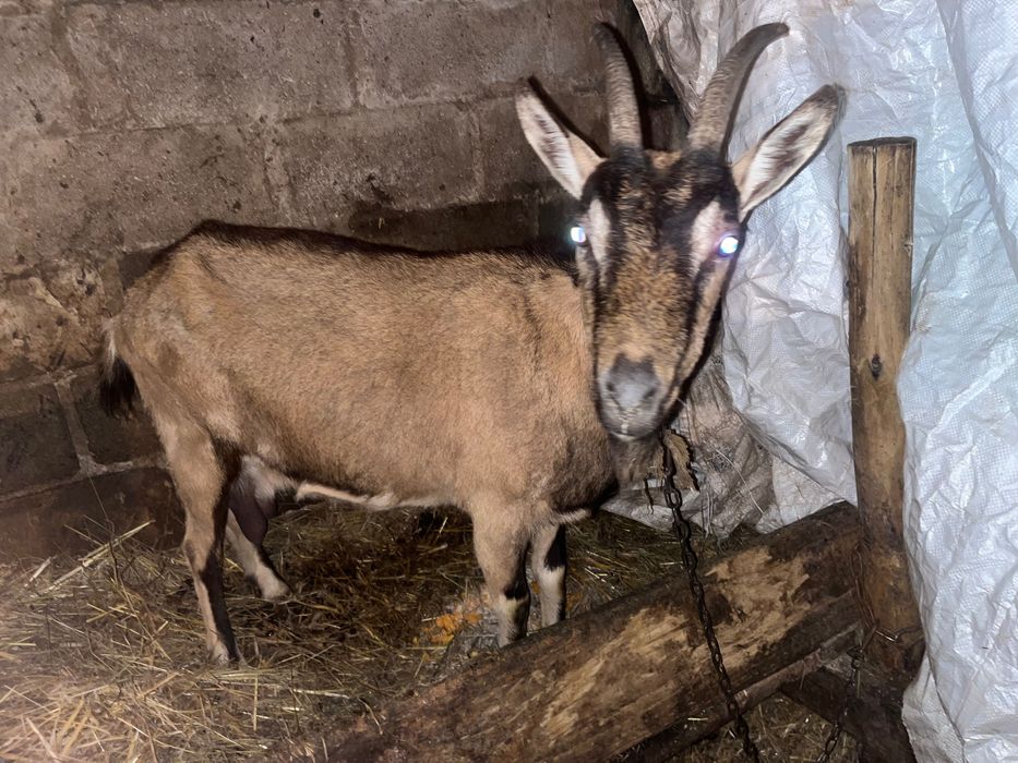 Продажи дойную козу