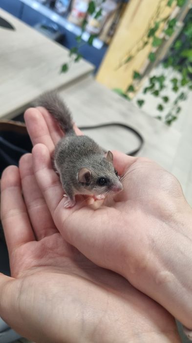 Popielica Afrykańska