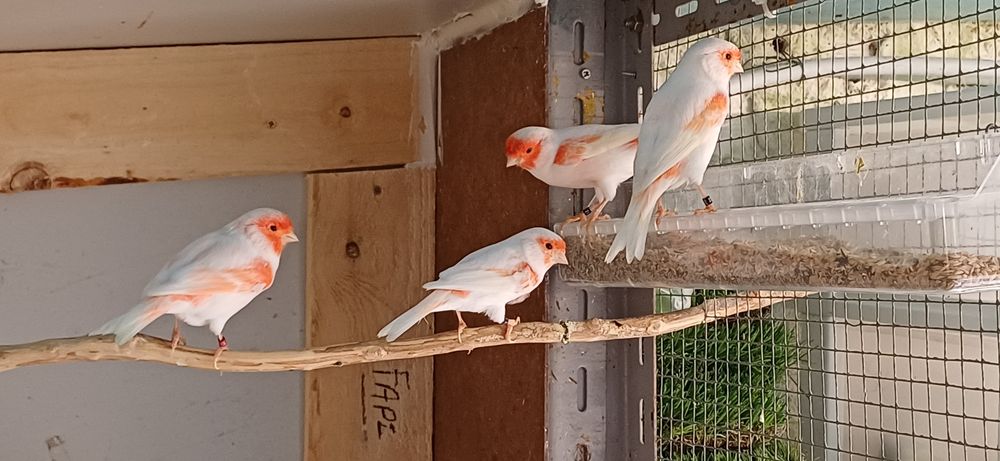 Canario vermelho mosaico