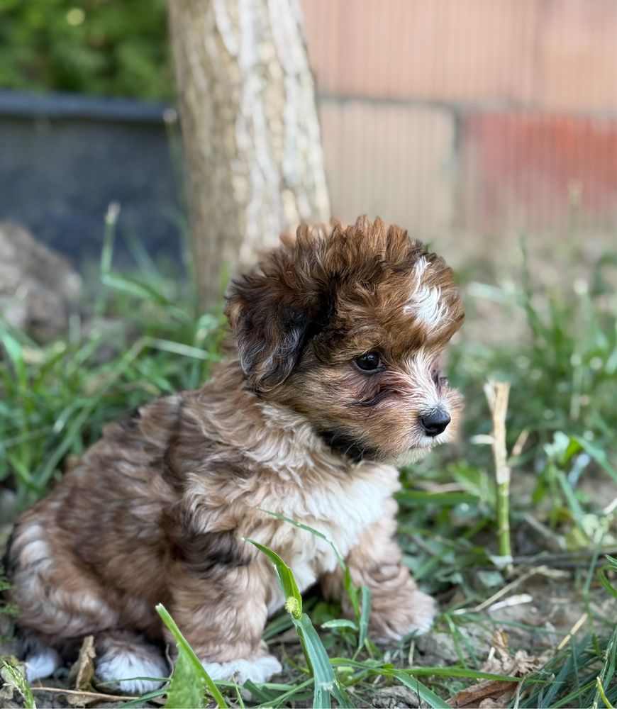 Piękny piesek Red Merle Yorkshire Terrier
