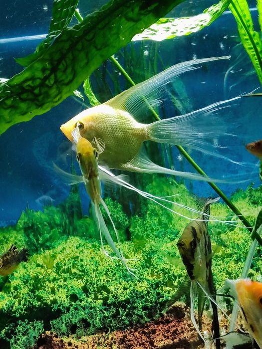 Skalary złote weloniaste