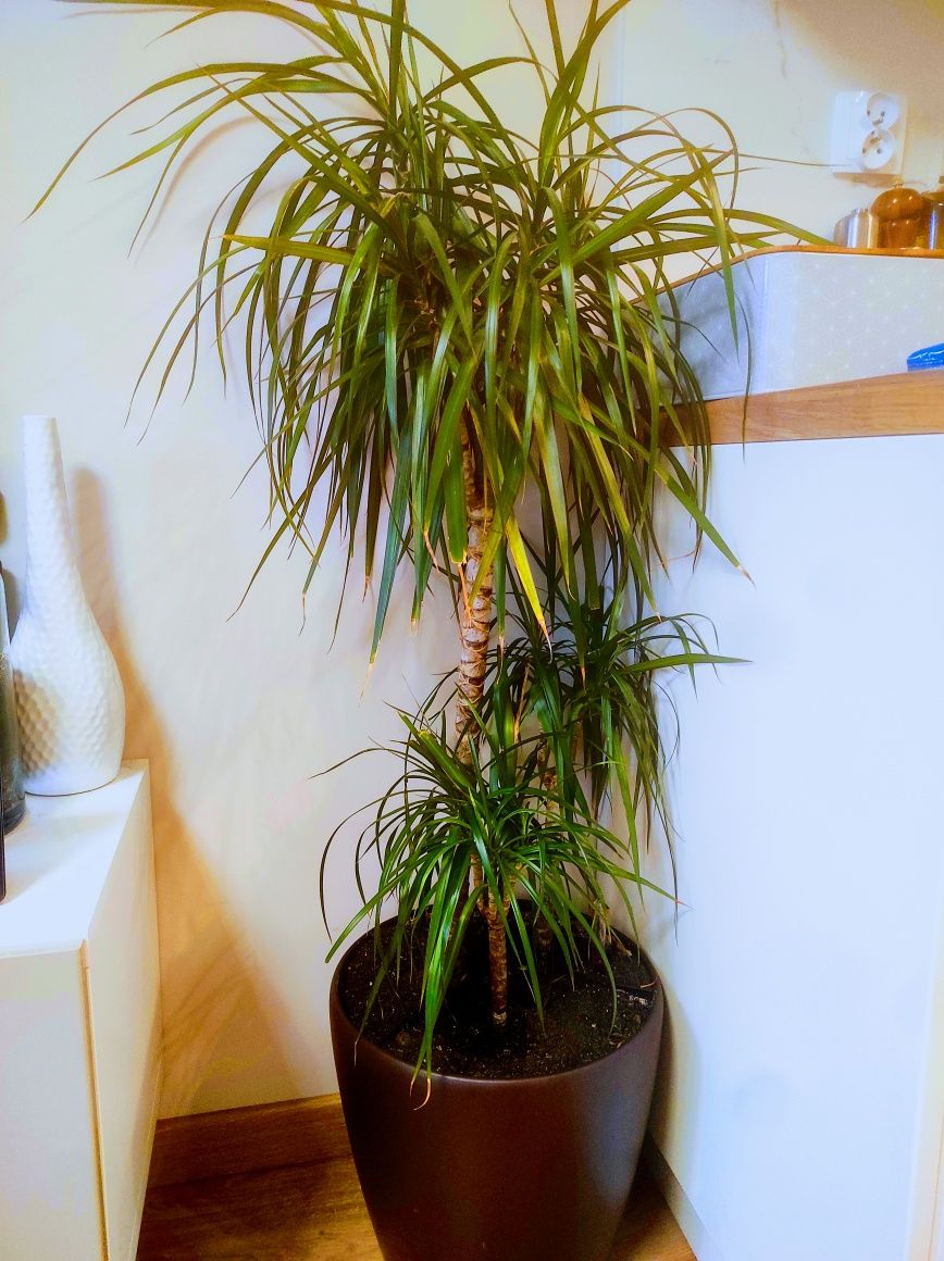 Dracena wys. ok. 1,5 m