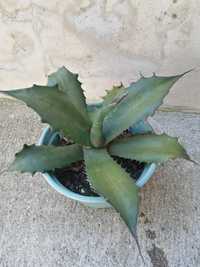 Agave suculenta grande