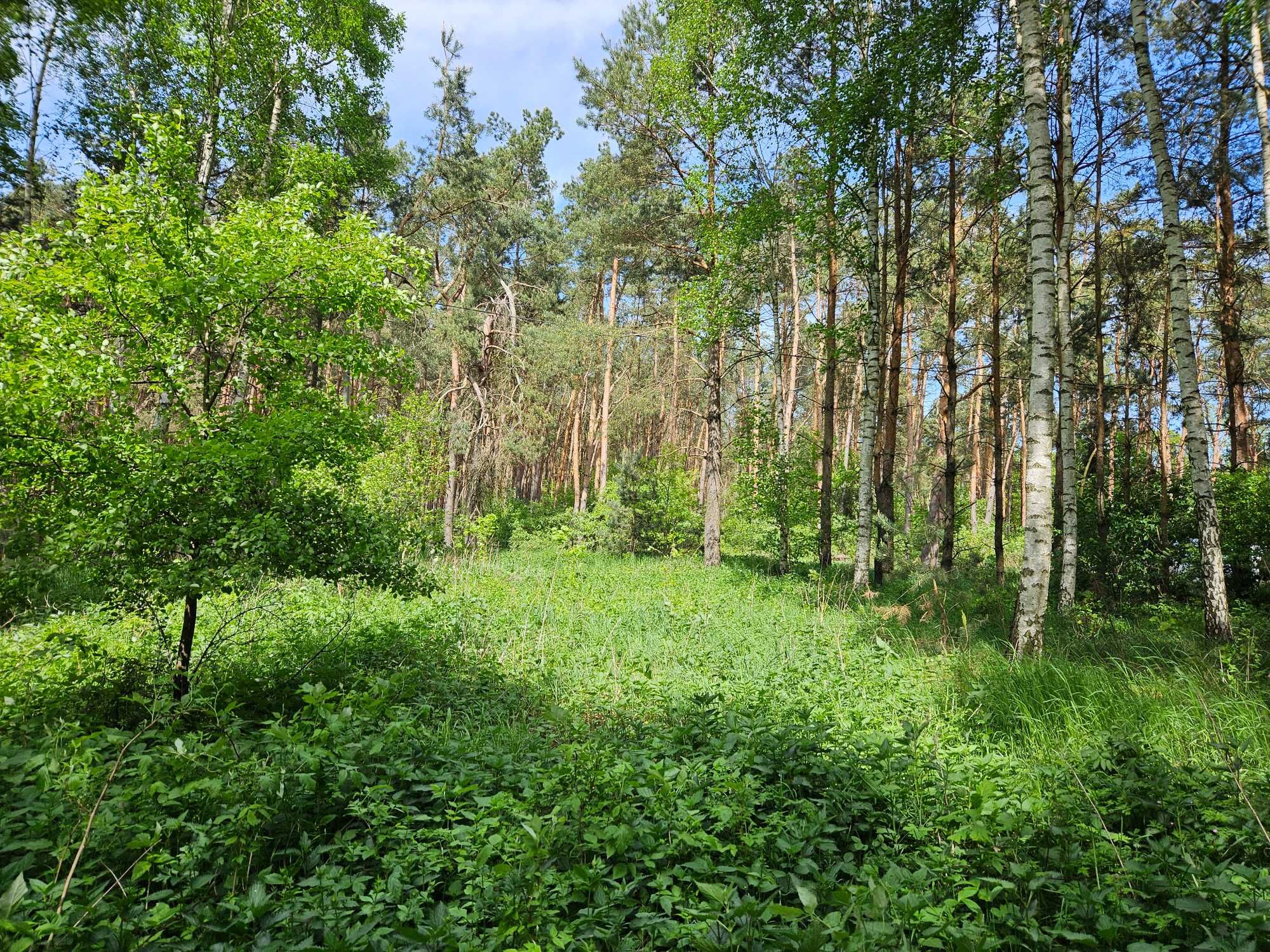 Duża działka przy lesie, warunki zabudowy Turzno 2900 m²