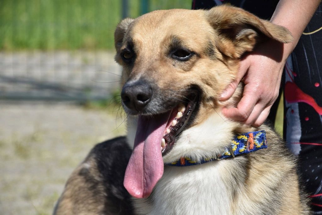 Dinuś do adopcji