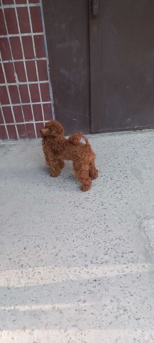 Вязка Той пудель