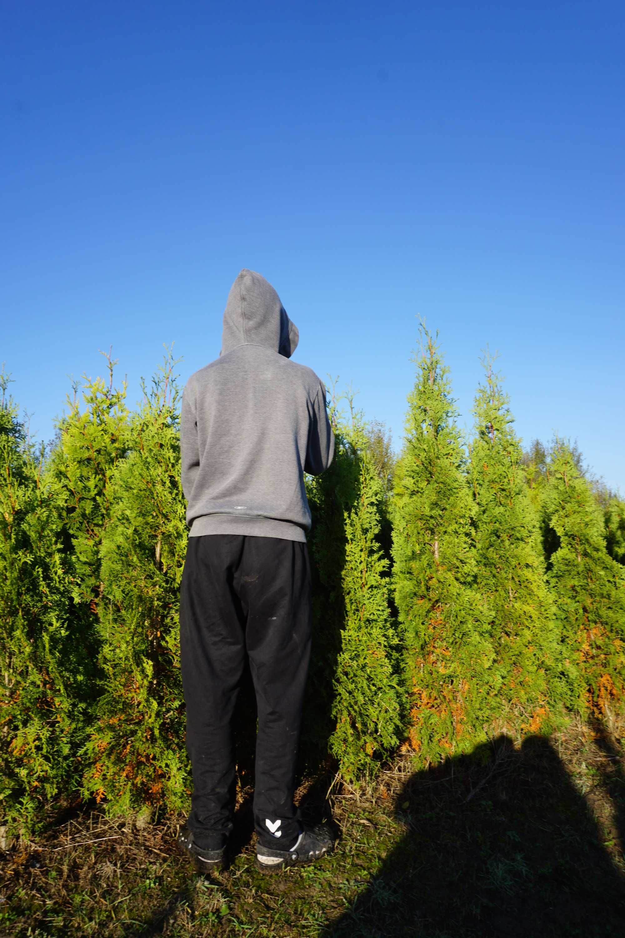 200cm _‼️_ thuja COLUMNA _‼️_ tuja kolumnowa szpalerowa NIE szmaragd