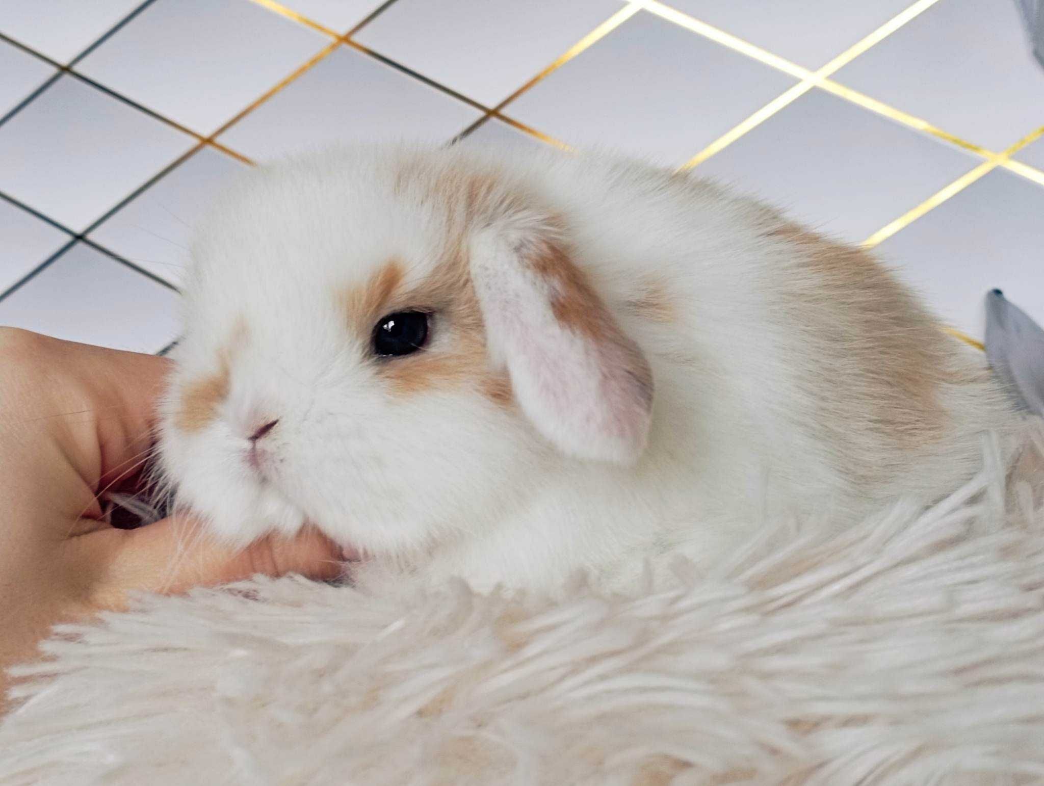 Mini lop karzełek Teddy hodowla zarejestrowana