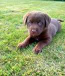 Labrador kolor czekoladowy
