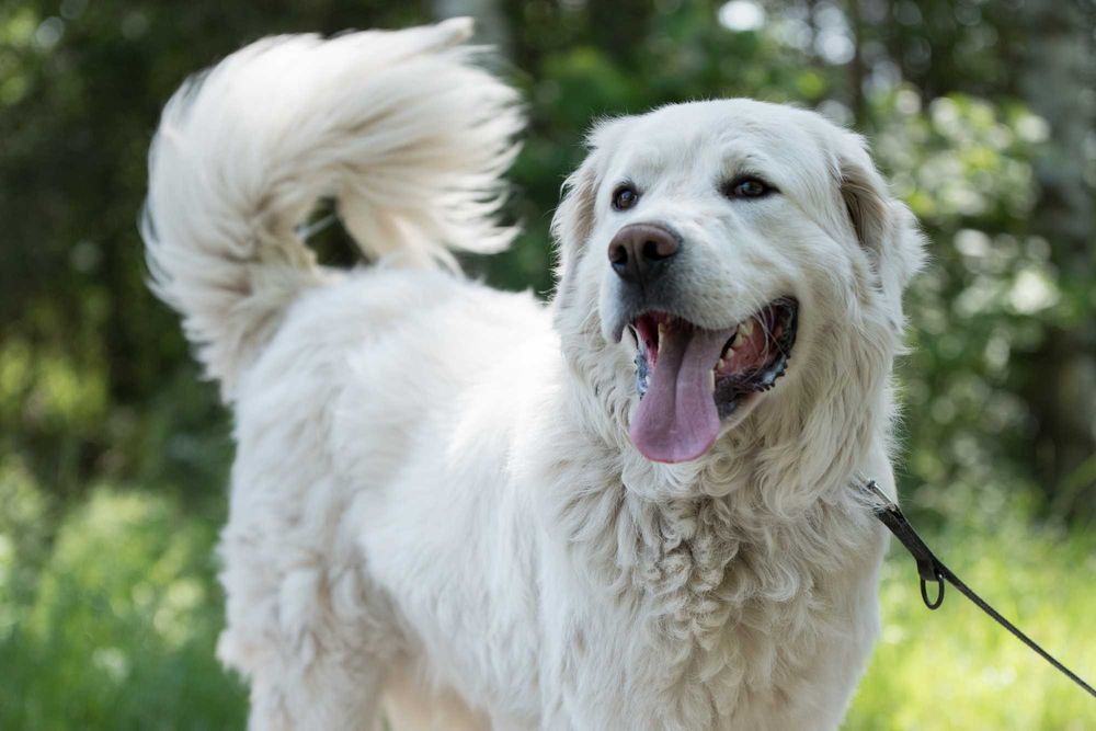 MAGNETO - piękny kawaler w typie owczarka podhalańskiego