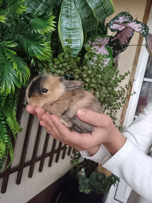coelhos anoes holandês e mini lop