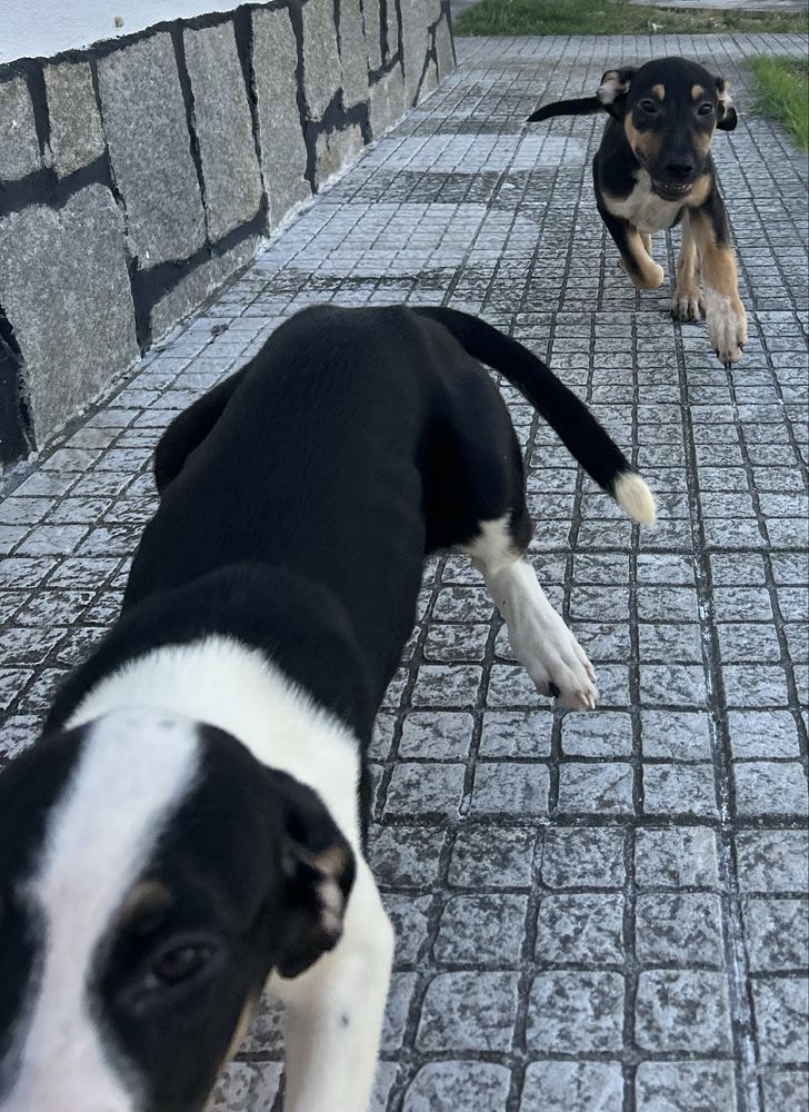Adoção Responsável (Cães Bebés)