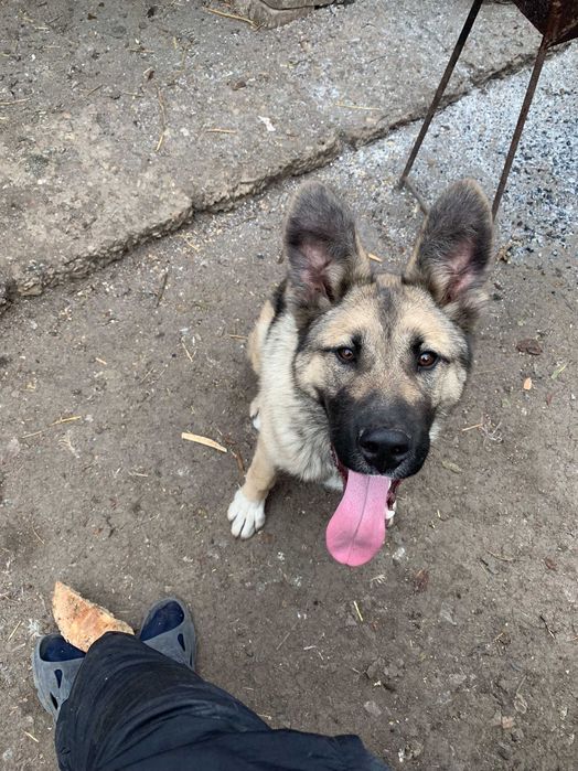 Гарний кобель для сучки