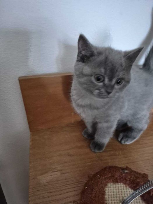 Gatinha Scotish Straight