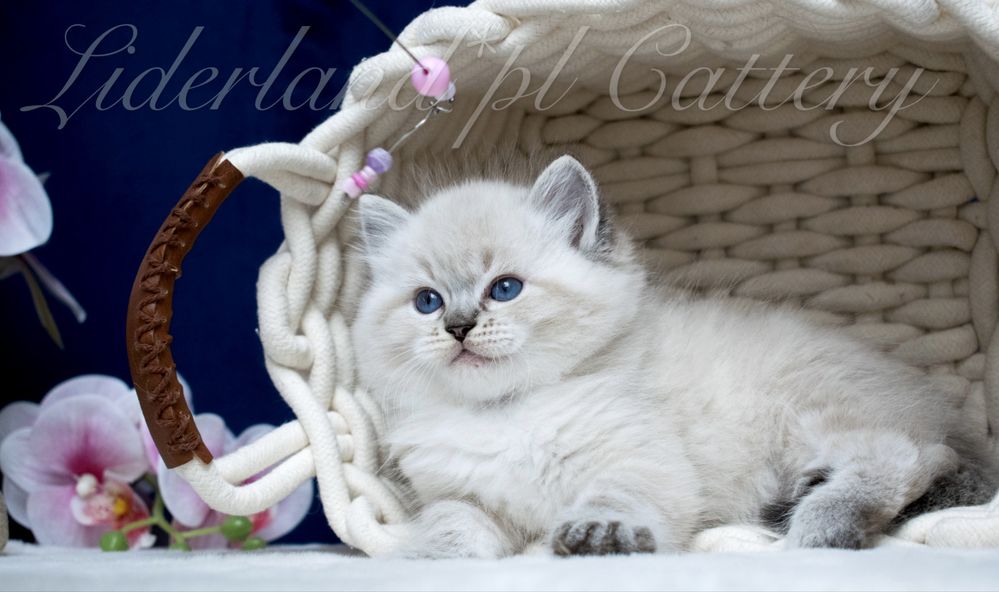 Kocurek seal point lynx ragdoll FPL/FIFE