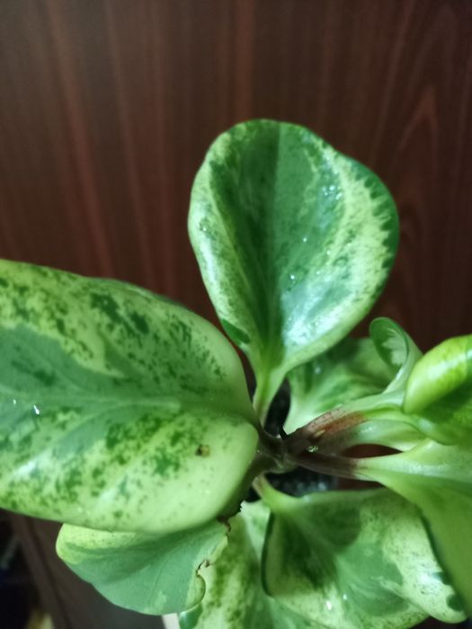 Пеперомия вариегатная