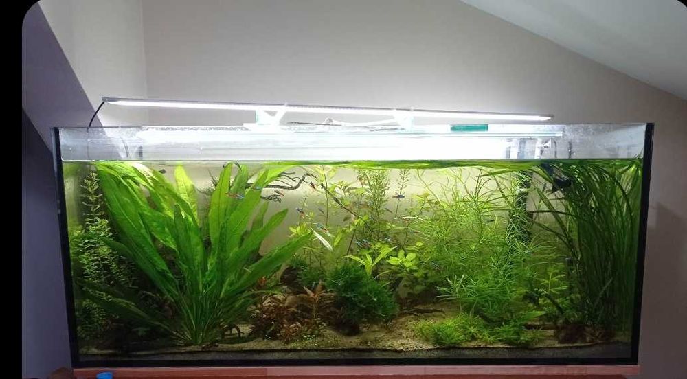 Akwarium Aquael 240L