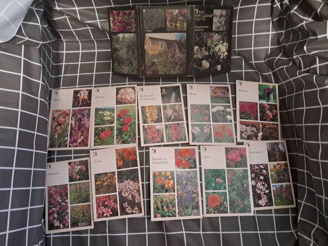 колекція карток «Ваша присадибна ділянка. Декоративні рослини»