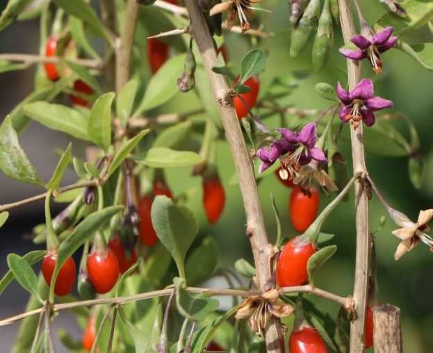 садовое куст годжи, шелковица ирис флоксы лилейник фиалка медуница