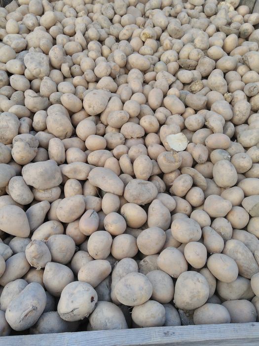 ziemniaki odpadowe paszowe