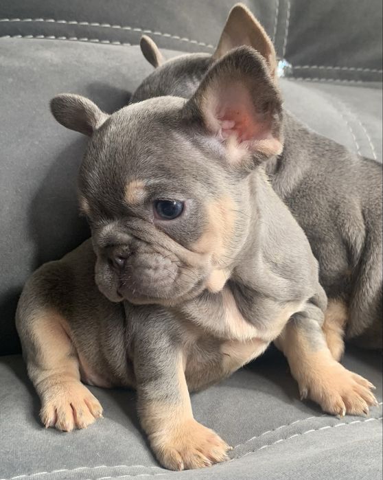 Блакитноокий красень