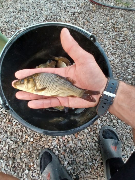 Karp narybek  / kroczek  . Lin , Amur  , Tołpyga .
