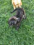 Cavapoo cudowna suczka