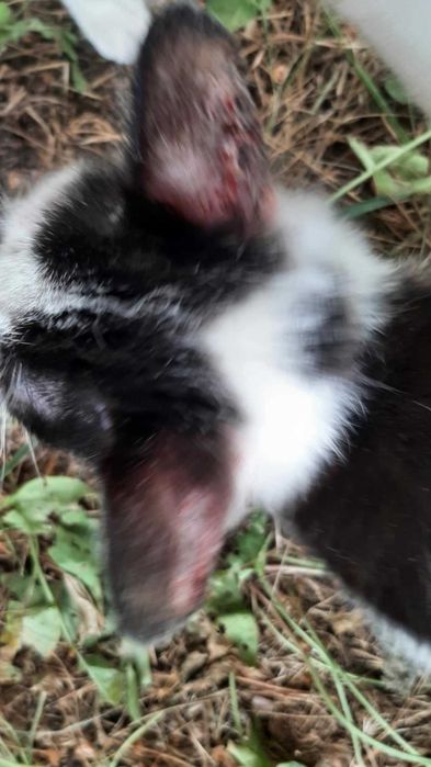 Mi to piękna ok 3 mcz kicia czeka na odpowiedziaalny dom Katarzyna