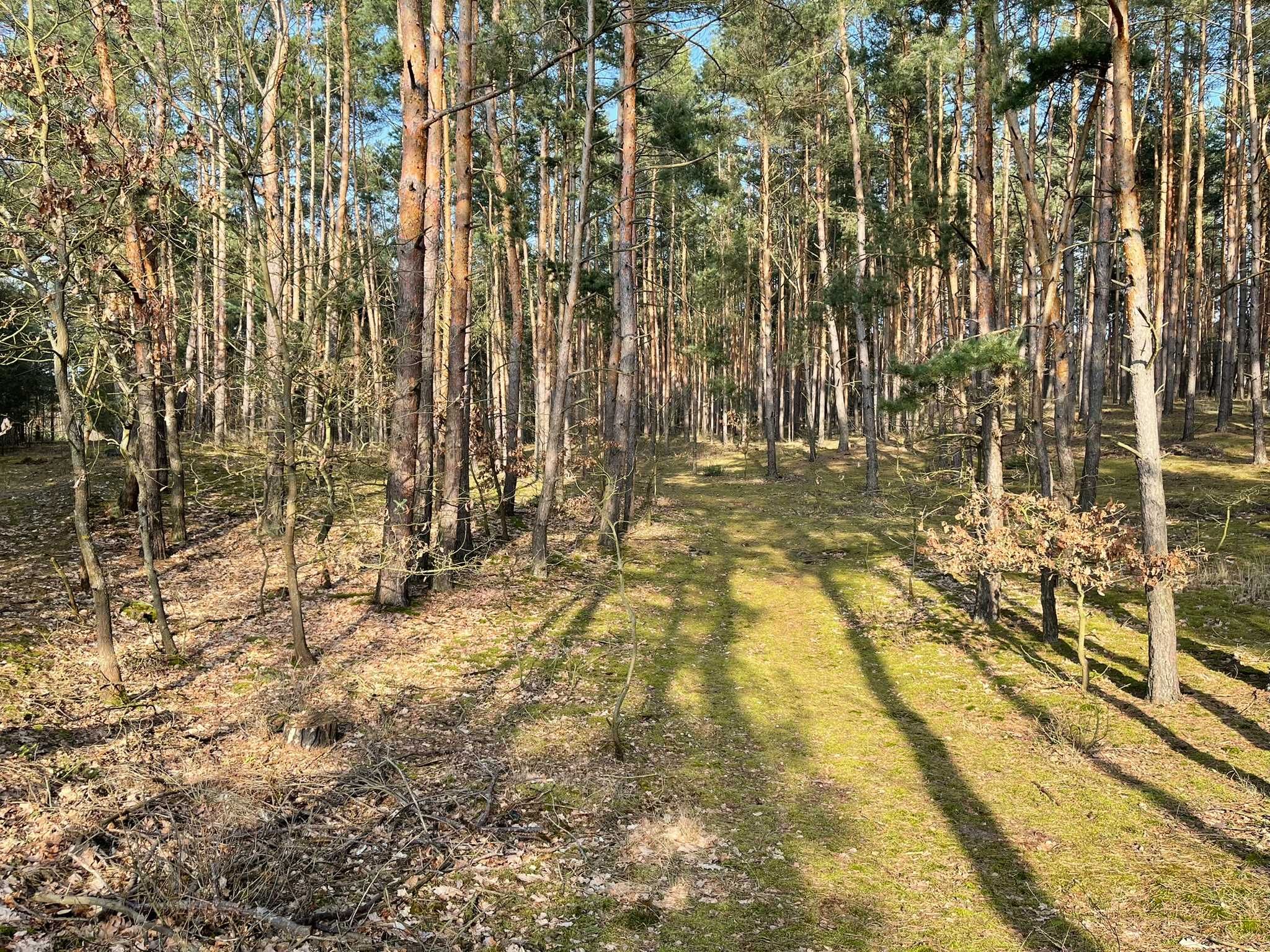 Działka Las Nowa Wieś Śladów Brochów Sochaczew Rzeka Bzura 1.2 ha