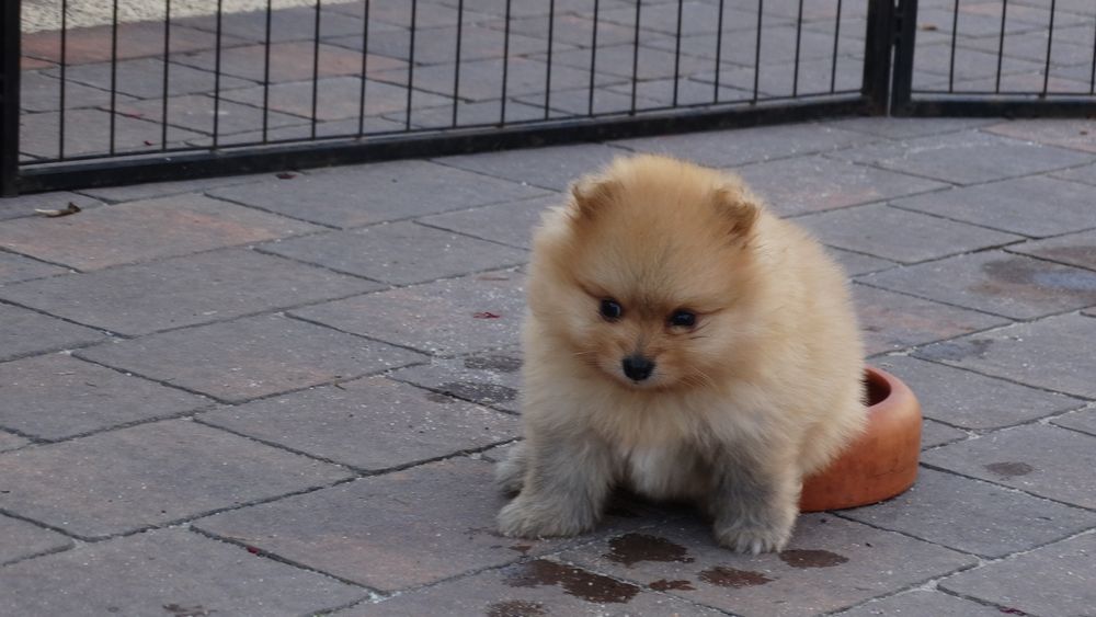 Szpic miniaturowy suczka z rodowodem