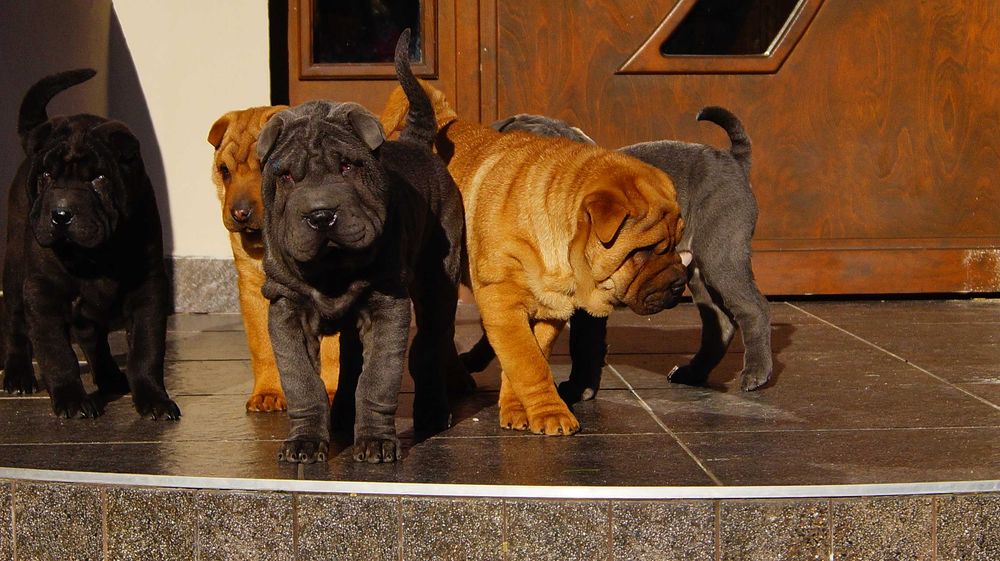 Frodo, blue Shar Pei z rodowodem, szczeniak 3 miesiące, do odbioru