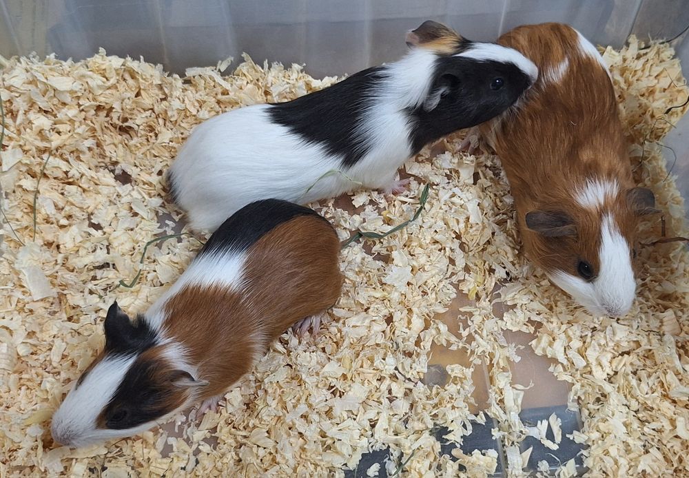 Świnki morskie samiczki.