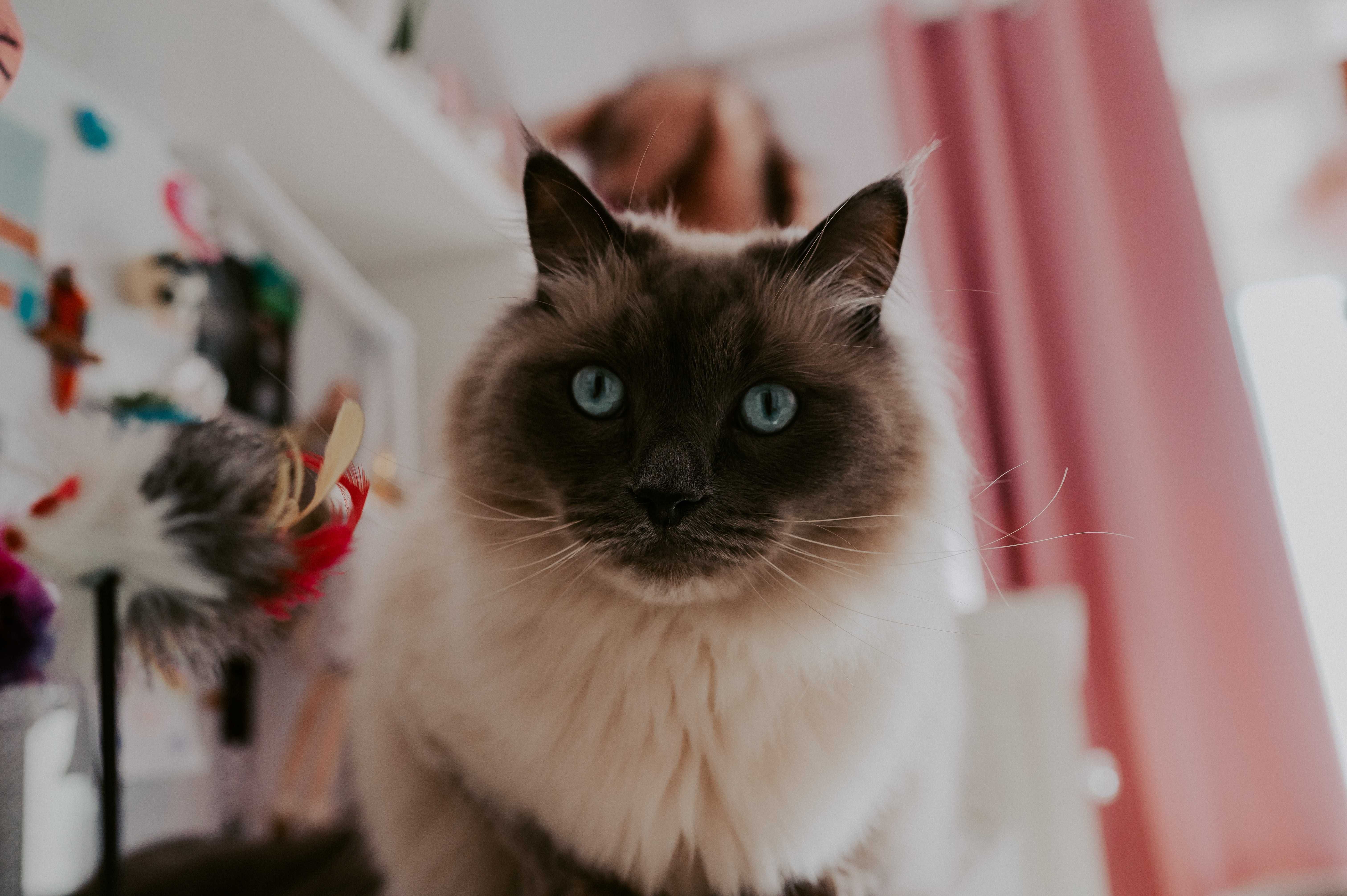 Catsitter, Opieka nad kotem w jego domu - Rumia, Reda, Wejherowo