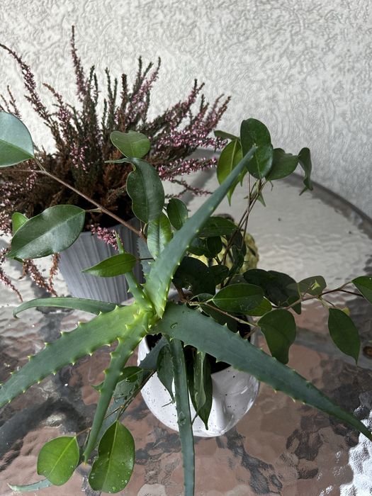 Zestaw kwiatkow aloes i benjamin