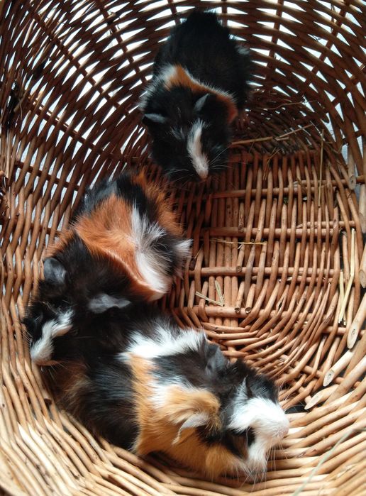 Świnka morska rozetka