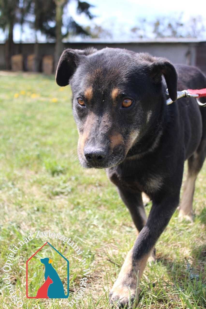 FARA szuka domu. Adoptuj!