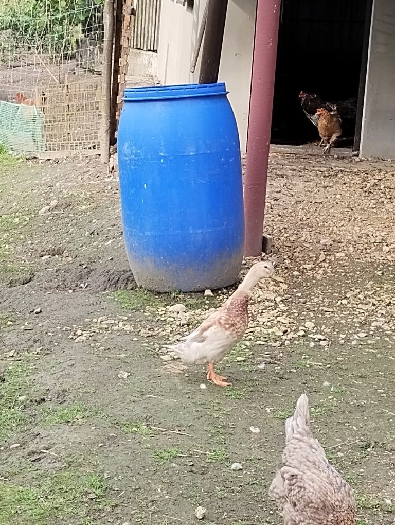 Zamienię kaczora