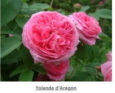 rosas perfumadas de raiz nua, variedades francesas e inglesas