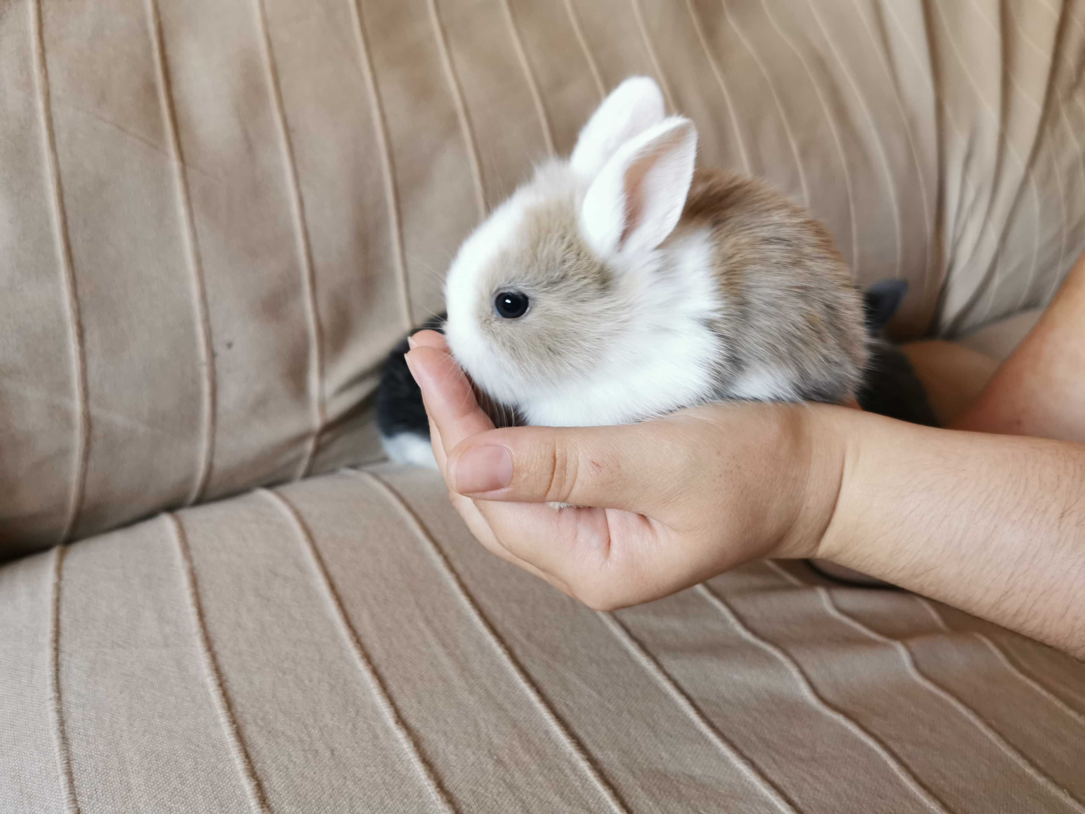 Coelhos anões mini holandês e minitoy super fofos, KIT completo