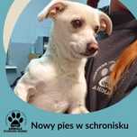 Znaleziono bialo/kremowego psiaka 6.11.24