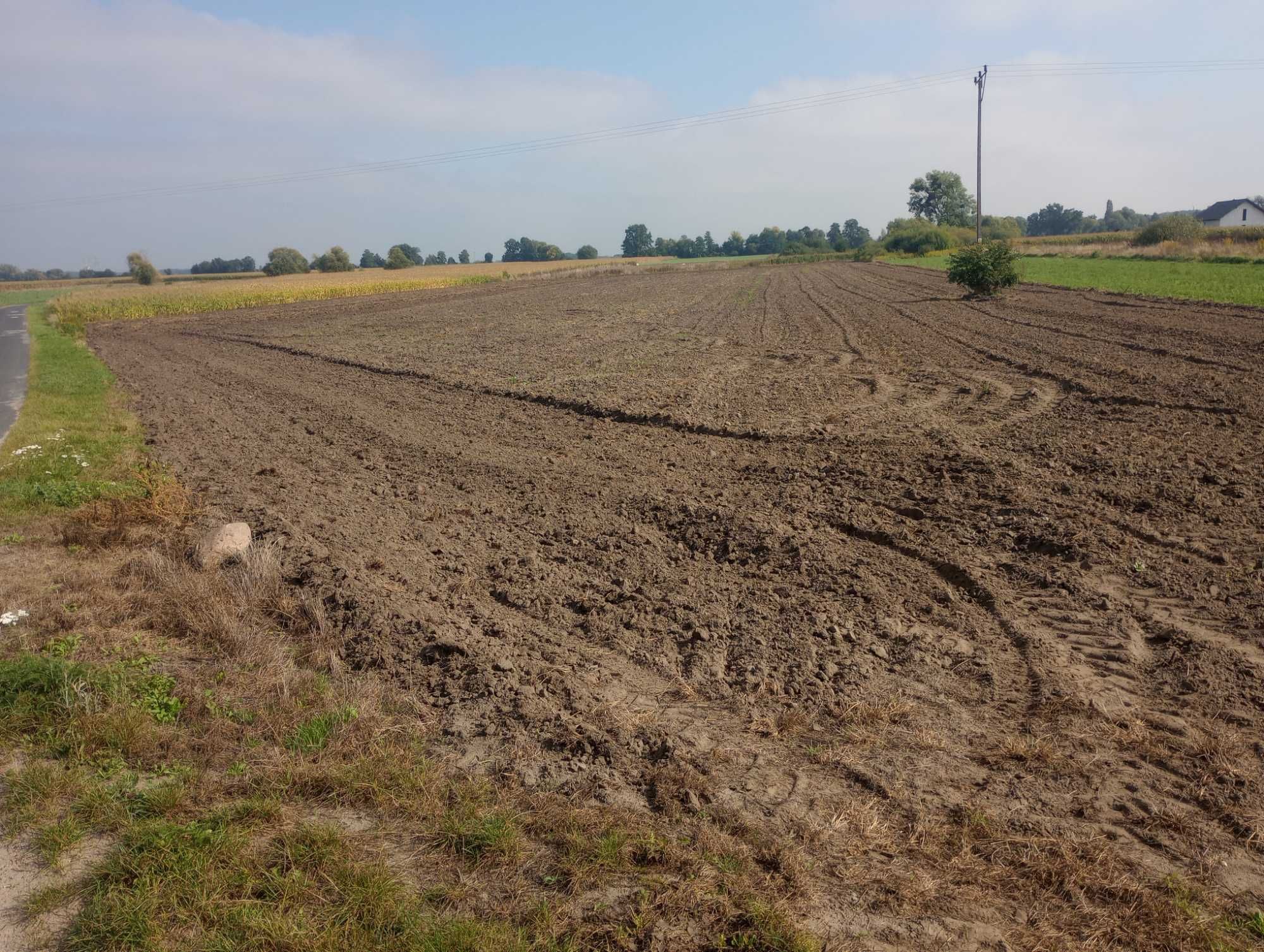 Działka budowlana Wszemirów Gmina Prusice Dolny Śląsk